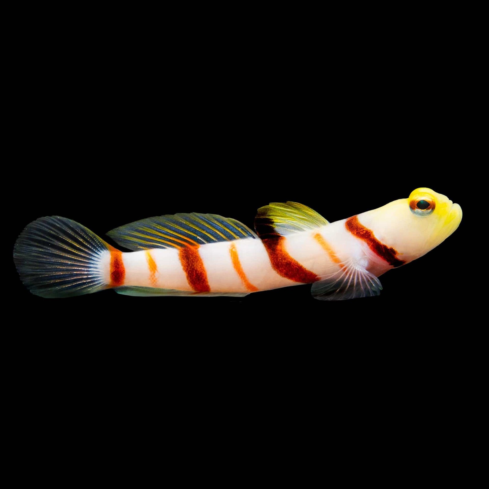 Dracula Goby (Stonogobiops Dracula) saltwater aquarium fish
