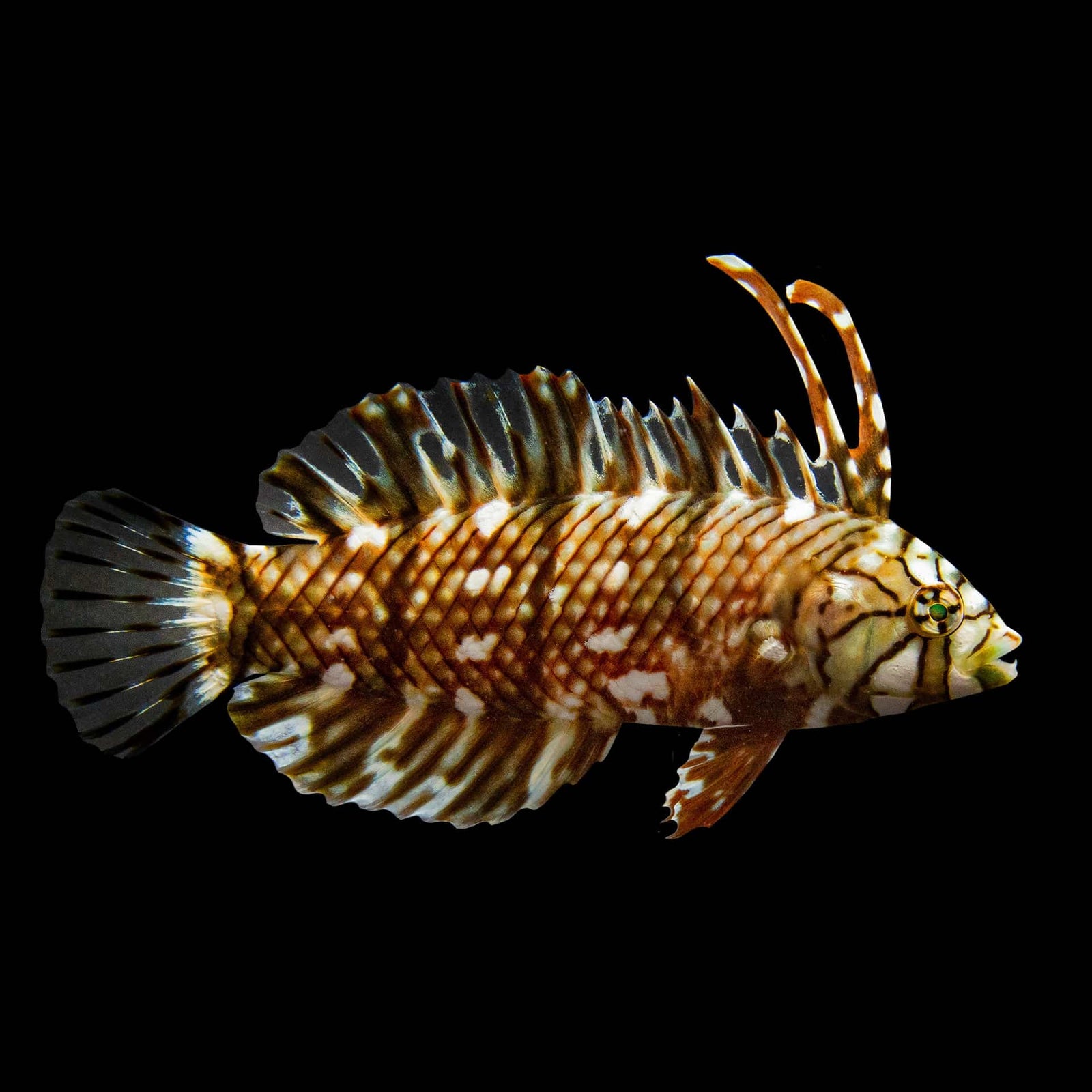 Dragon Wrasse (Novaculichthys Taeniourus) saltwater aquarium fish