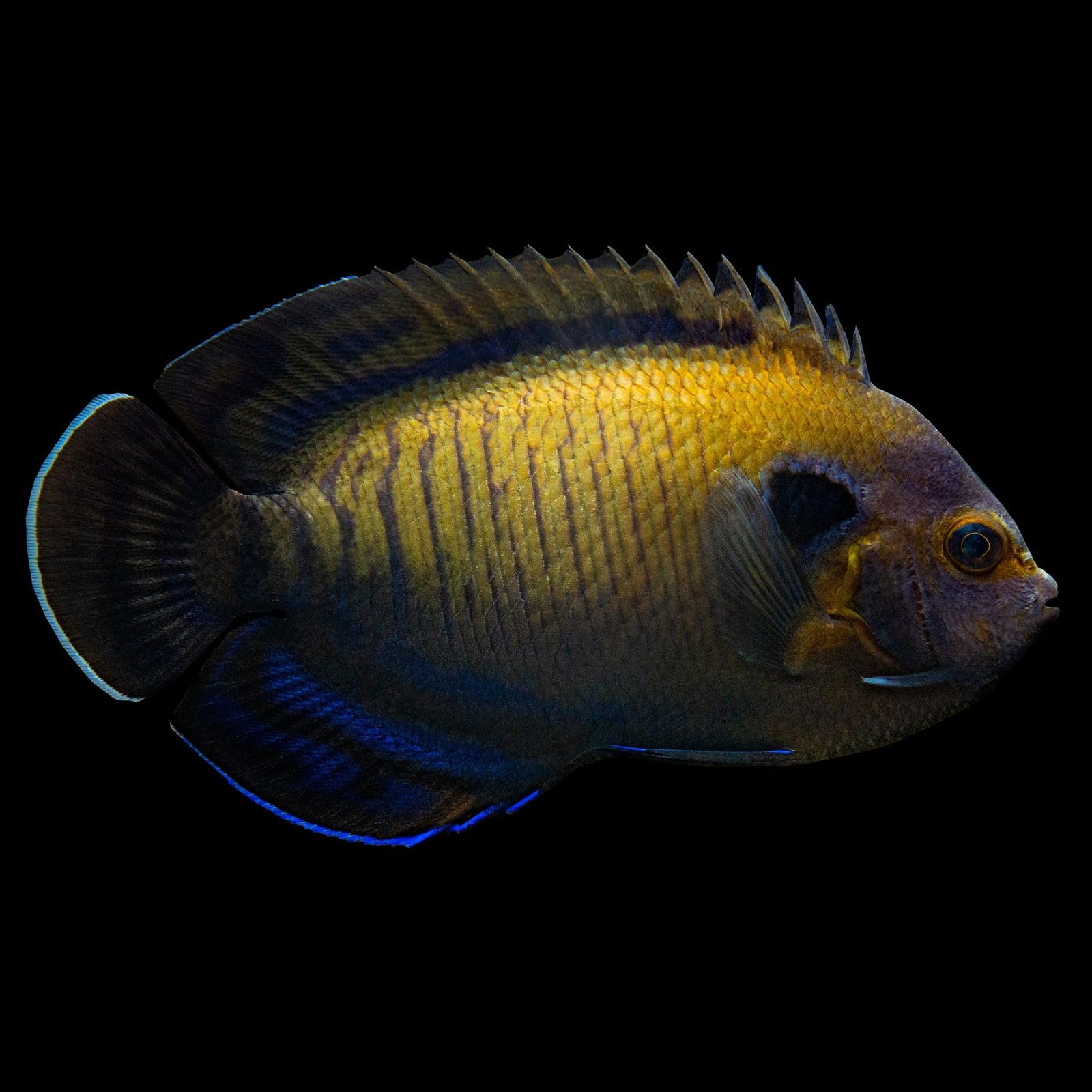 Dusky Angelfish (Centropyge Multispinis) saltwater aquarium fish