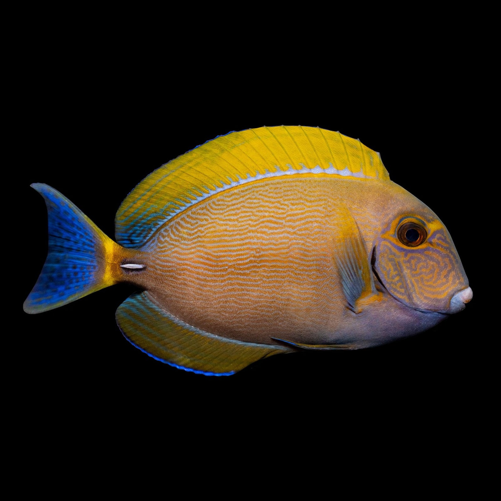 Dussumier Tang (Acanthurus Dussumieri) saltwater aquarium fish
