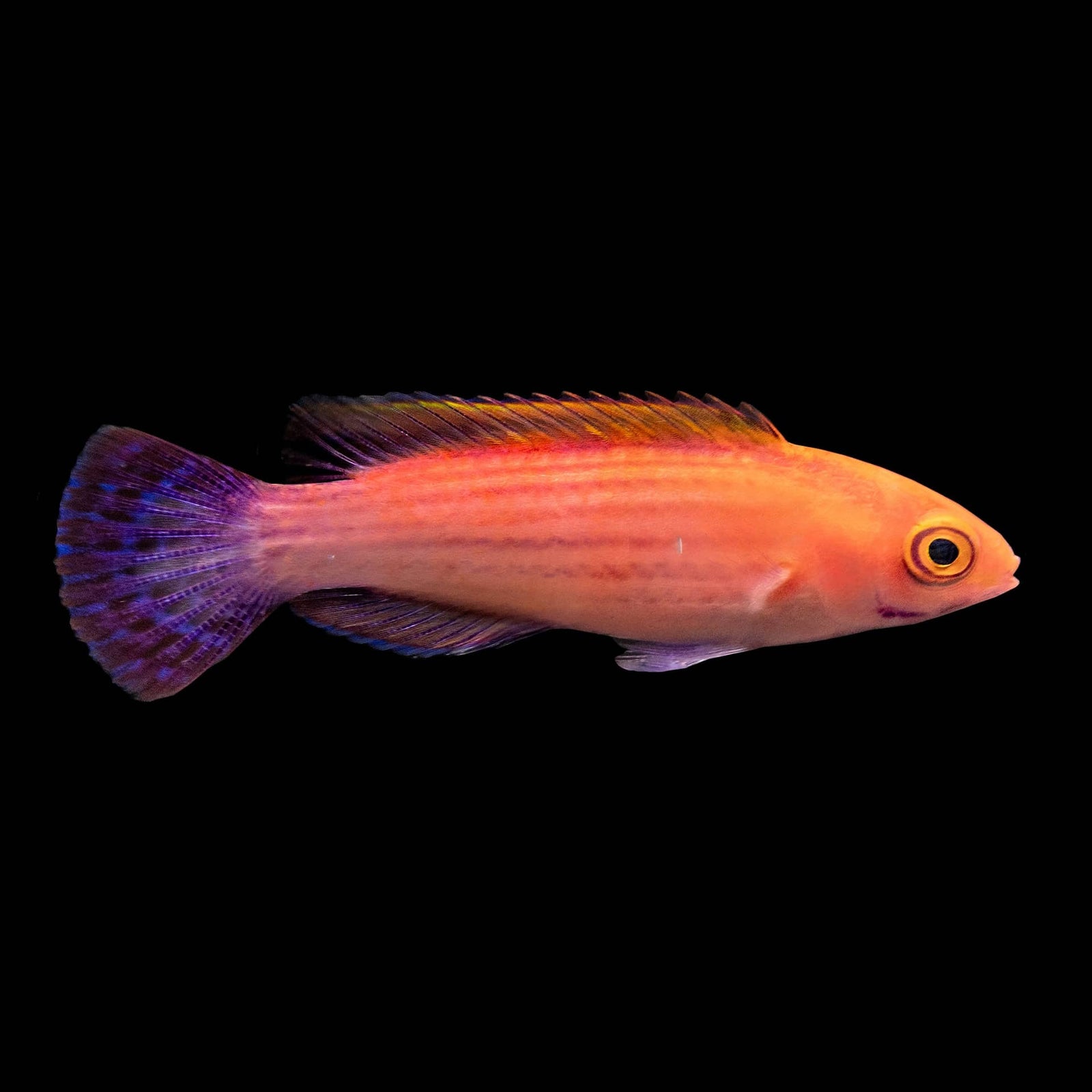 Earle's Fairy Wrasse (Cirrhilabrus Earlei) saltwater aquarium fish