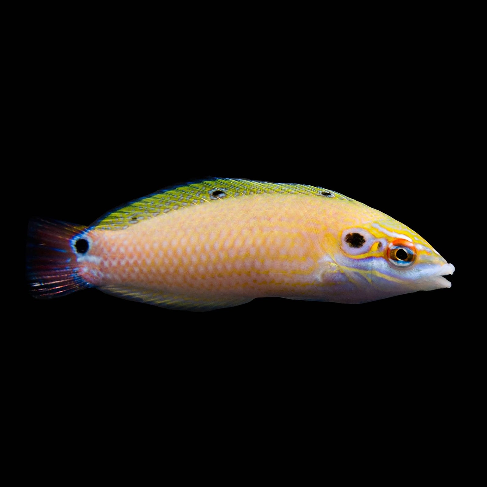Earmuff Wrasse (Halichoeres Melasmapomus) saltwater aquarium fish