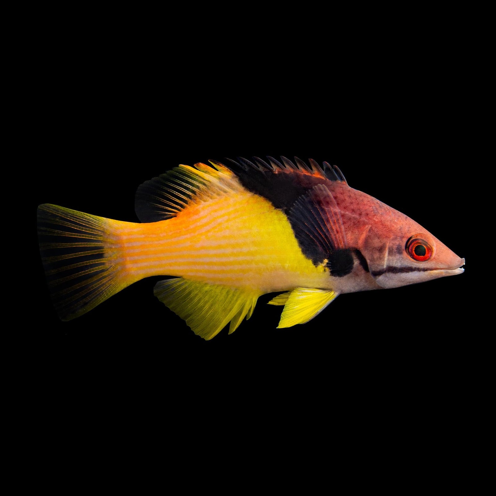 Eclipse Hogfish (Bodianus Mesothorax) saltwater aquarium fish