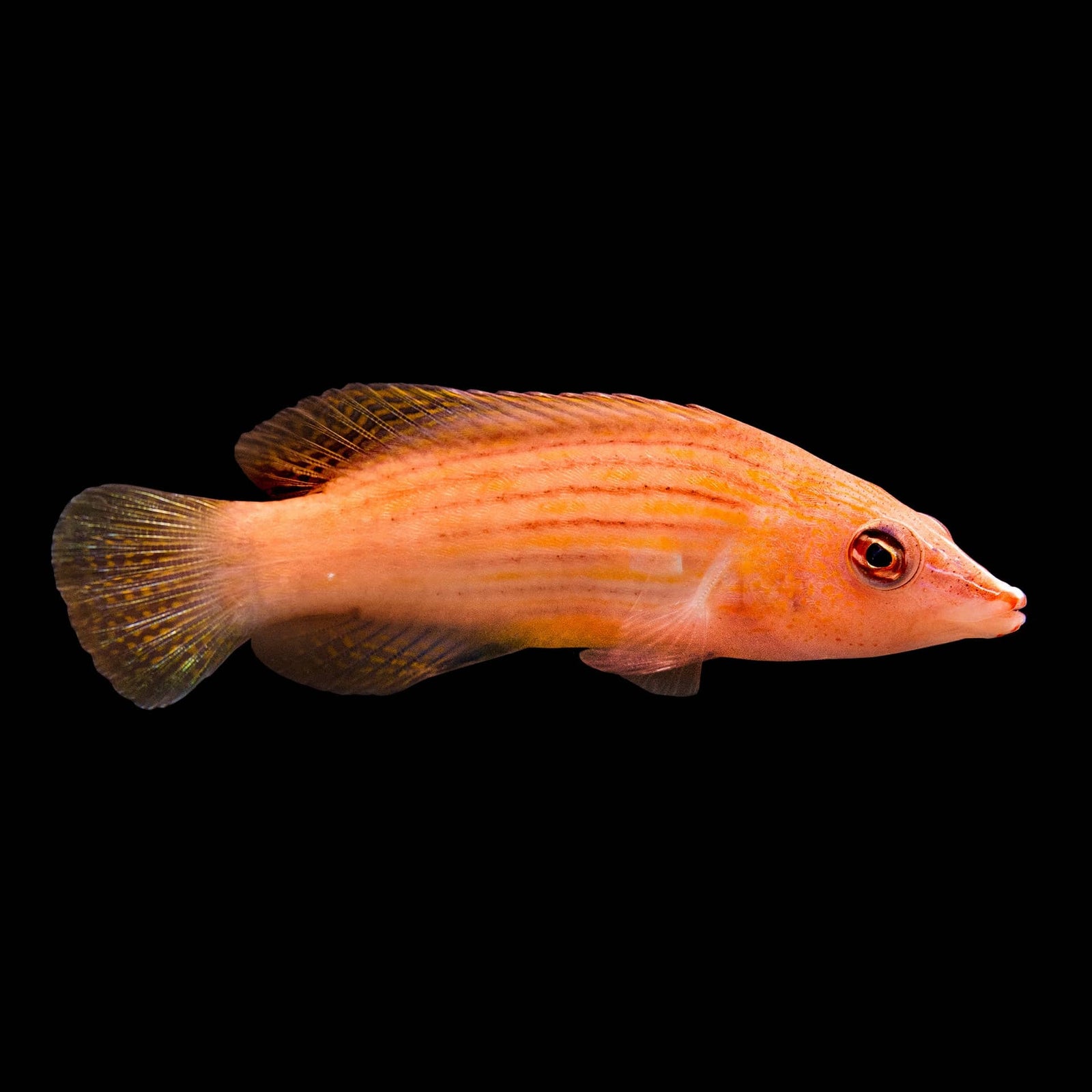 Eight Lined Wrasse (Pseudocheilinus Octotaenia) saltwater aquarium fish
