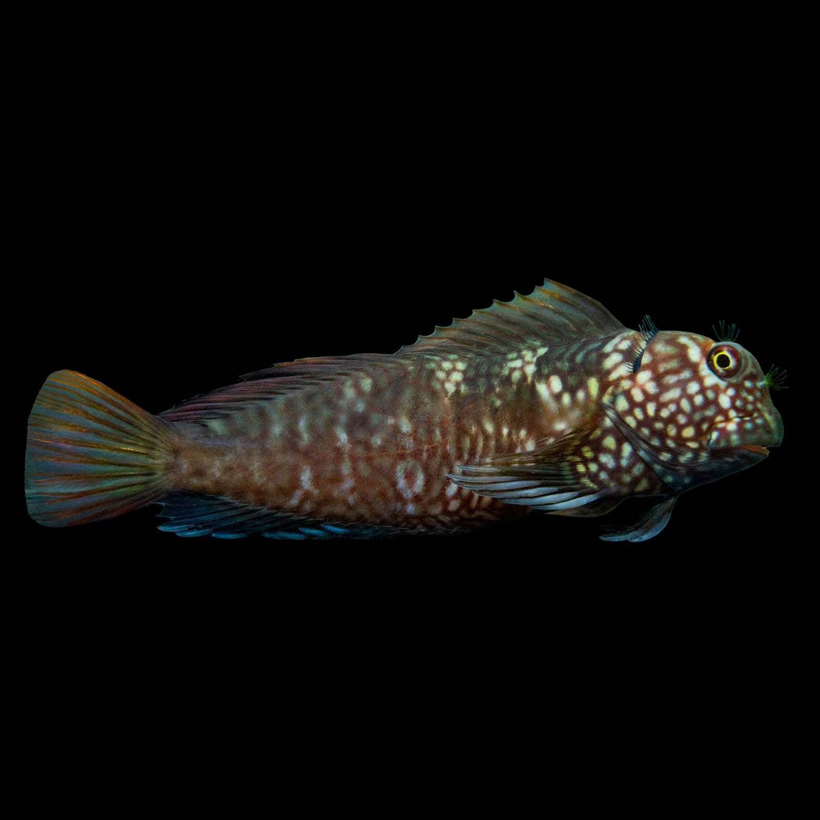 Ember Blenny (Cirripectes Stigmaticus) saltwater aquarium fish