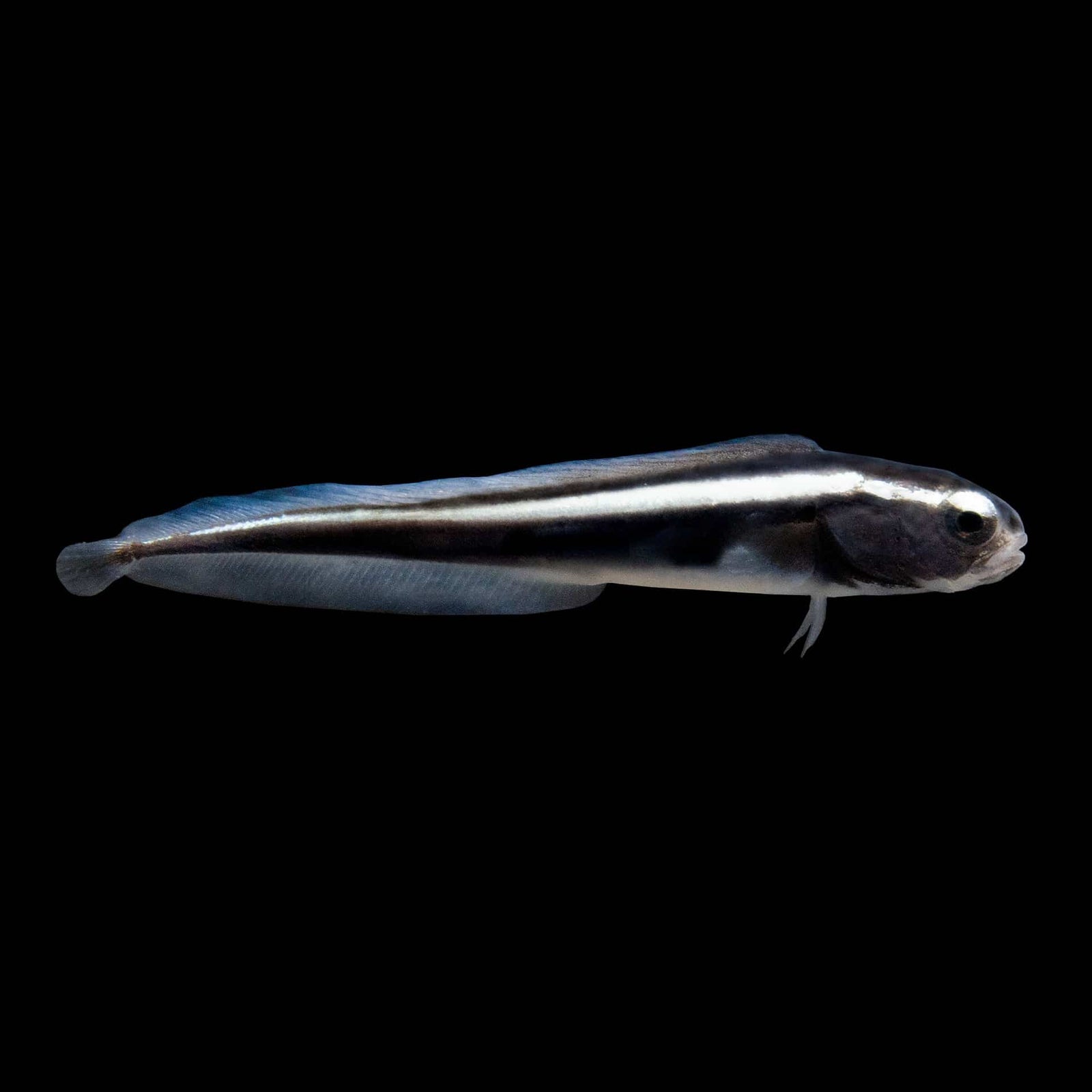 Engineer Goby (Pholidichthys leucotaenia) saltwater aquarium fish