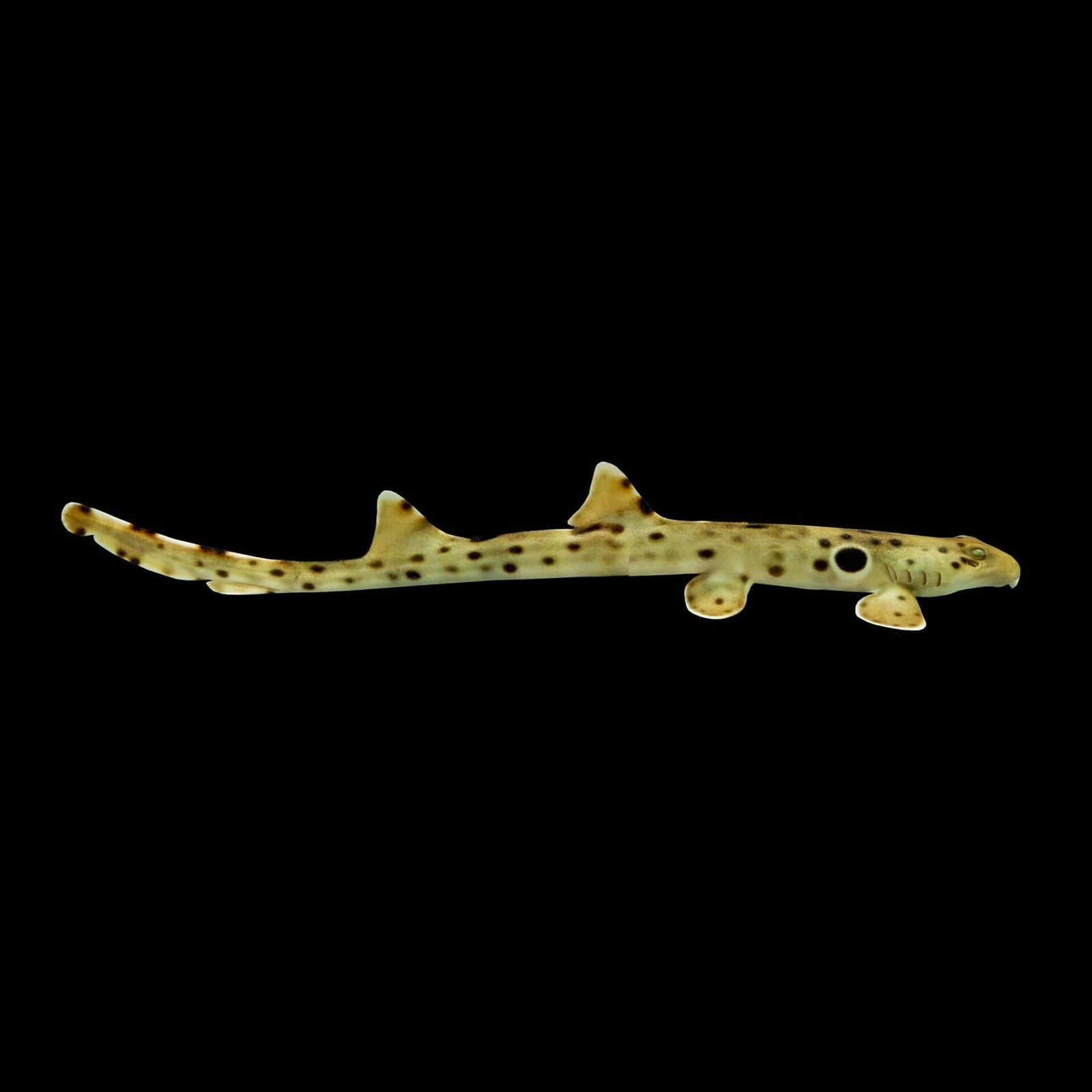 Epaulette Shark (Hemiscyllium Ocellatum) saltwater aquarium fish