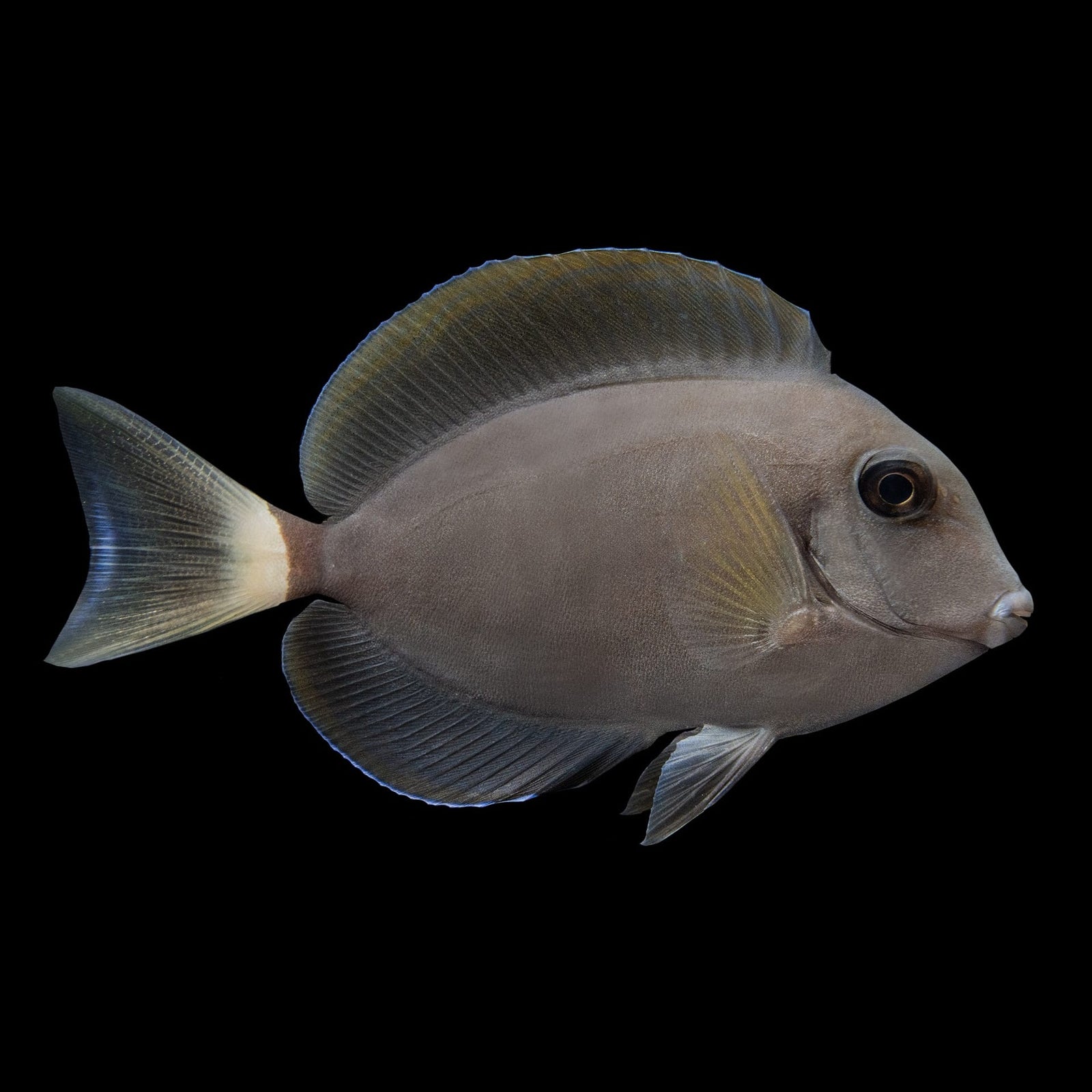 Epaulette Tang (Acanthurus Nigricauds) saltwater aquarium fish