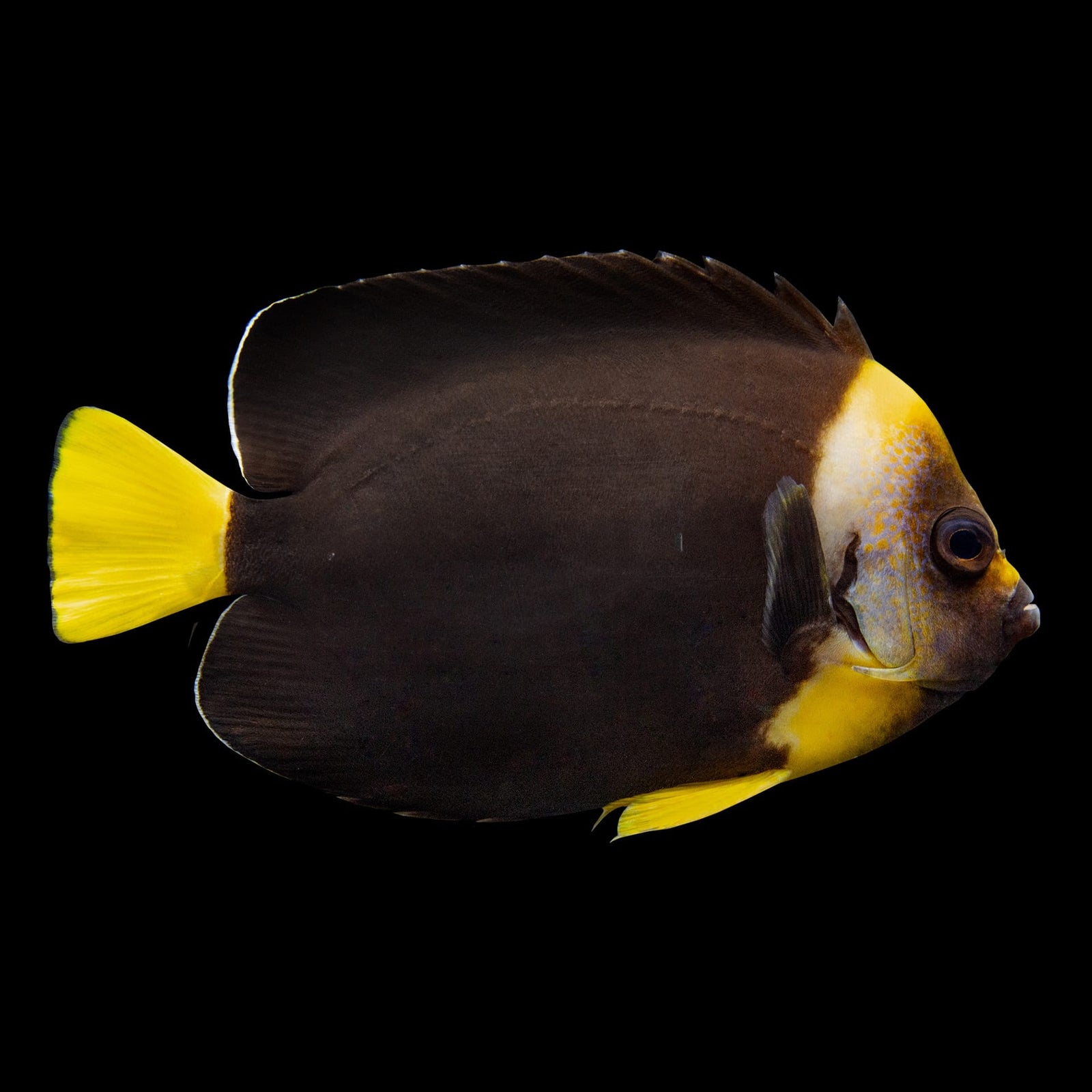False Personifer Angelfish (Chaetodontoplus Meredithi) saltwater aquarium fish