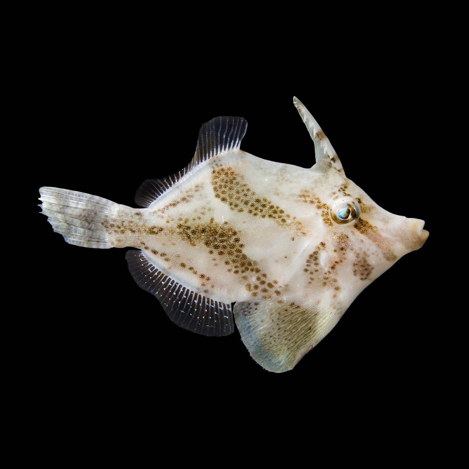 Fan Belly Leatherjacket Filefish (Monacanthus Chinensis) saltwater aquarium fish