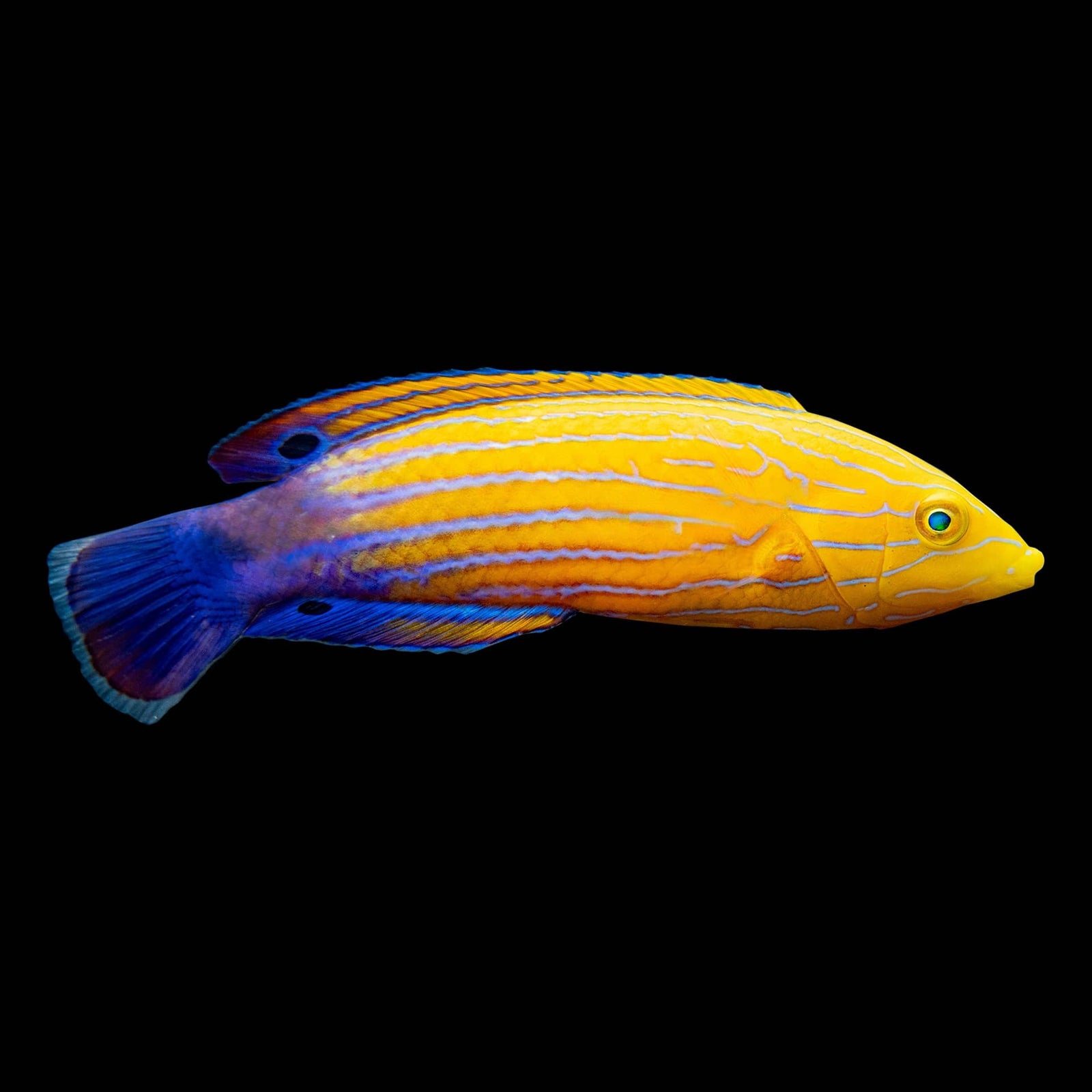 Femininus Candycane Wrasse (Anampses Femininus) saltwater aquarium fish