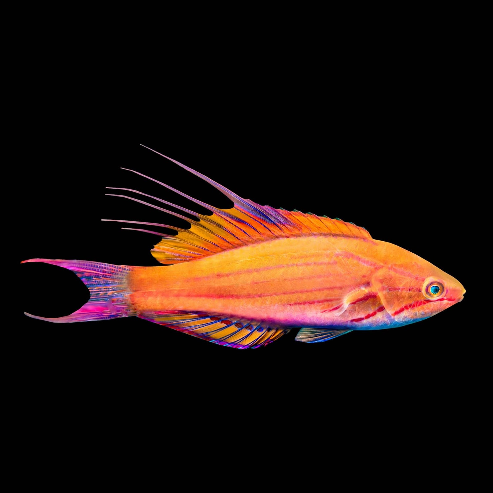 Filamented Flasher Wrasse (Paracheilinus Filamentosus) saltwater aquarium fish