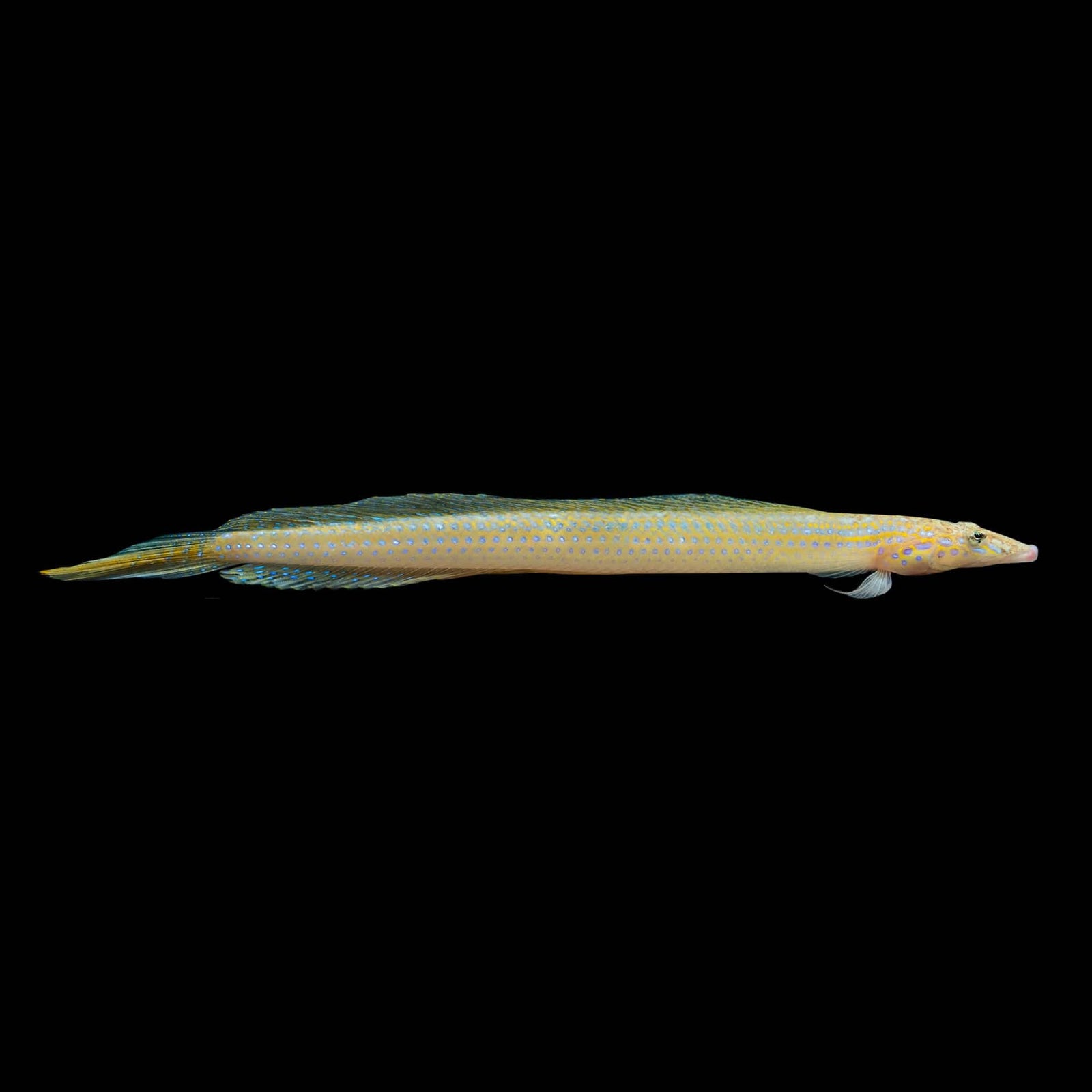 Filamented Sand Eel Diver Blenny (Trichonotus Setiger) saltwater aquarium fish
