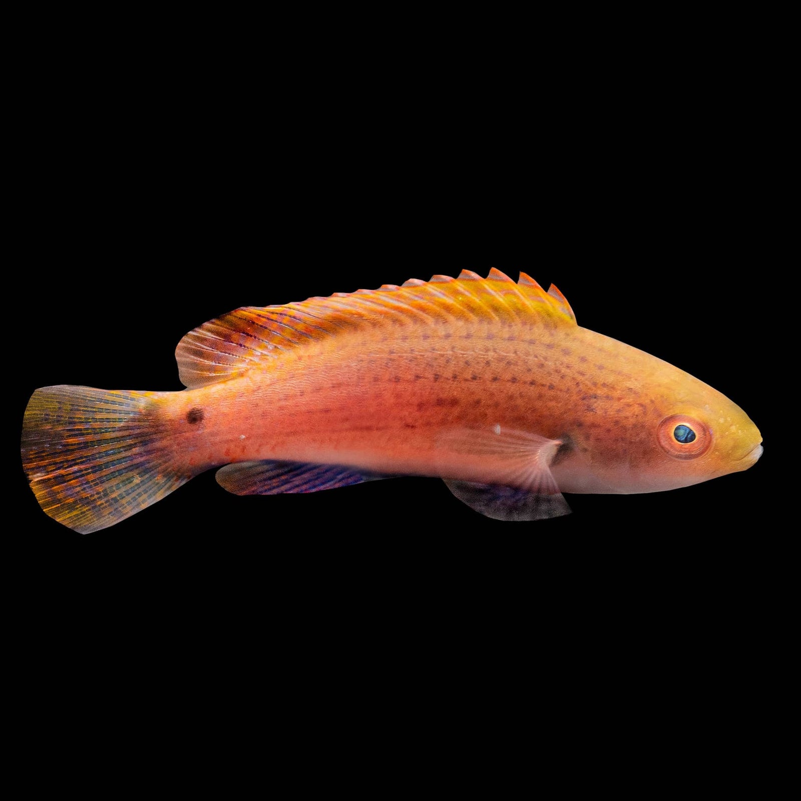 Fine Spotted Fairy Wrasse (Cirrhilabrus Punctatus) saltwater aquarium fish