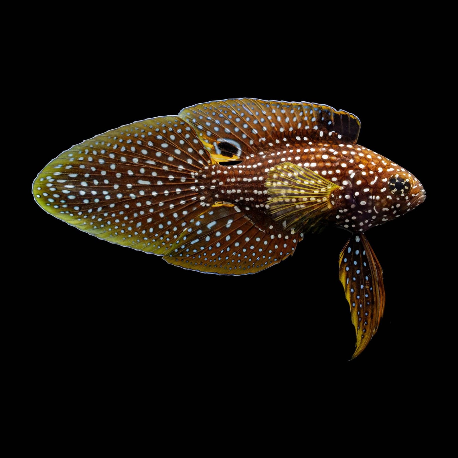 Finespotted Comet Marine Betta (Calloplesiops Argus) saltwater aquarium fish