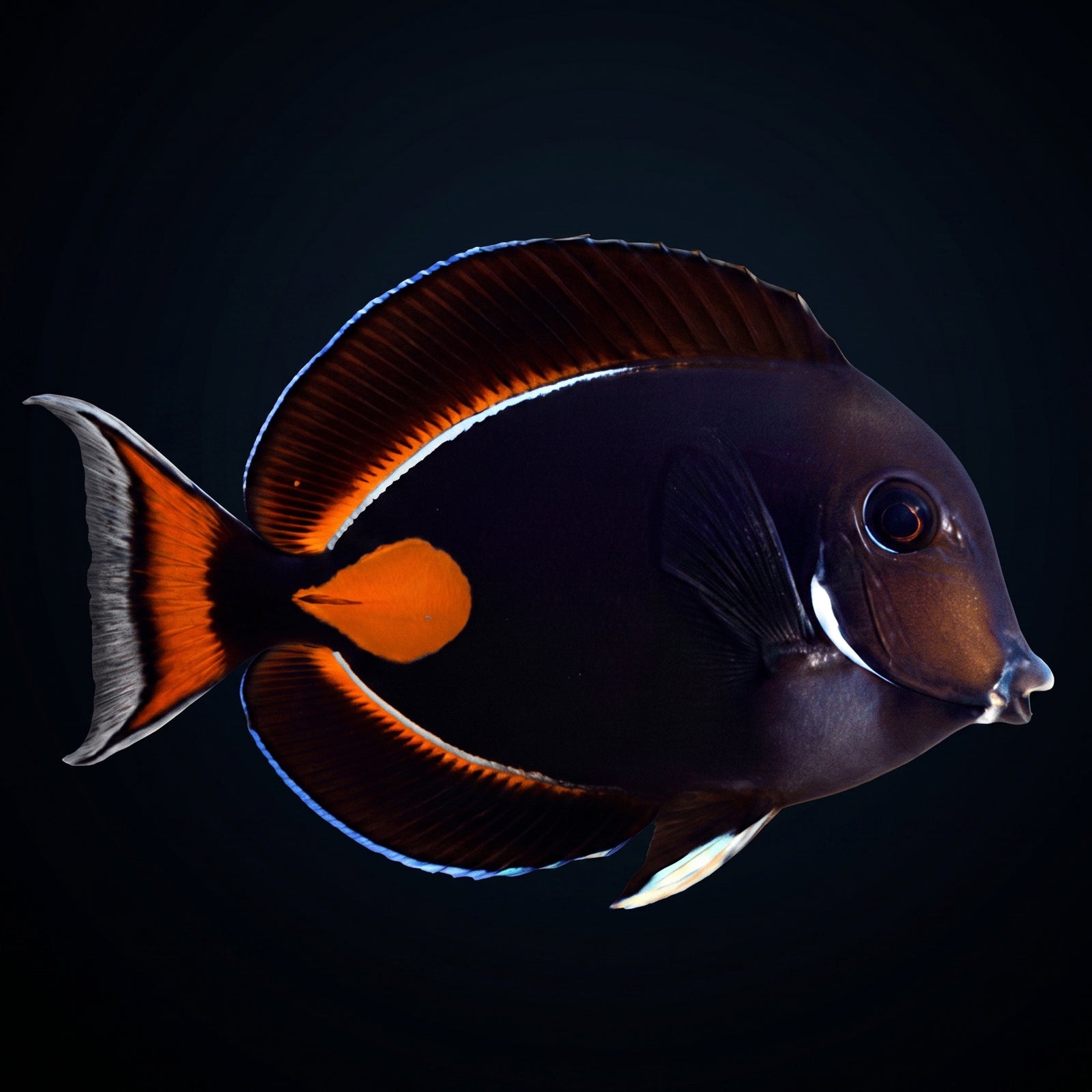 Achilles Tang (Acanthurus achilles) saltwater aquarium fish portrait