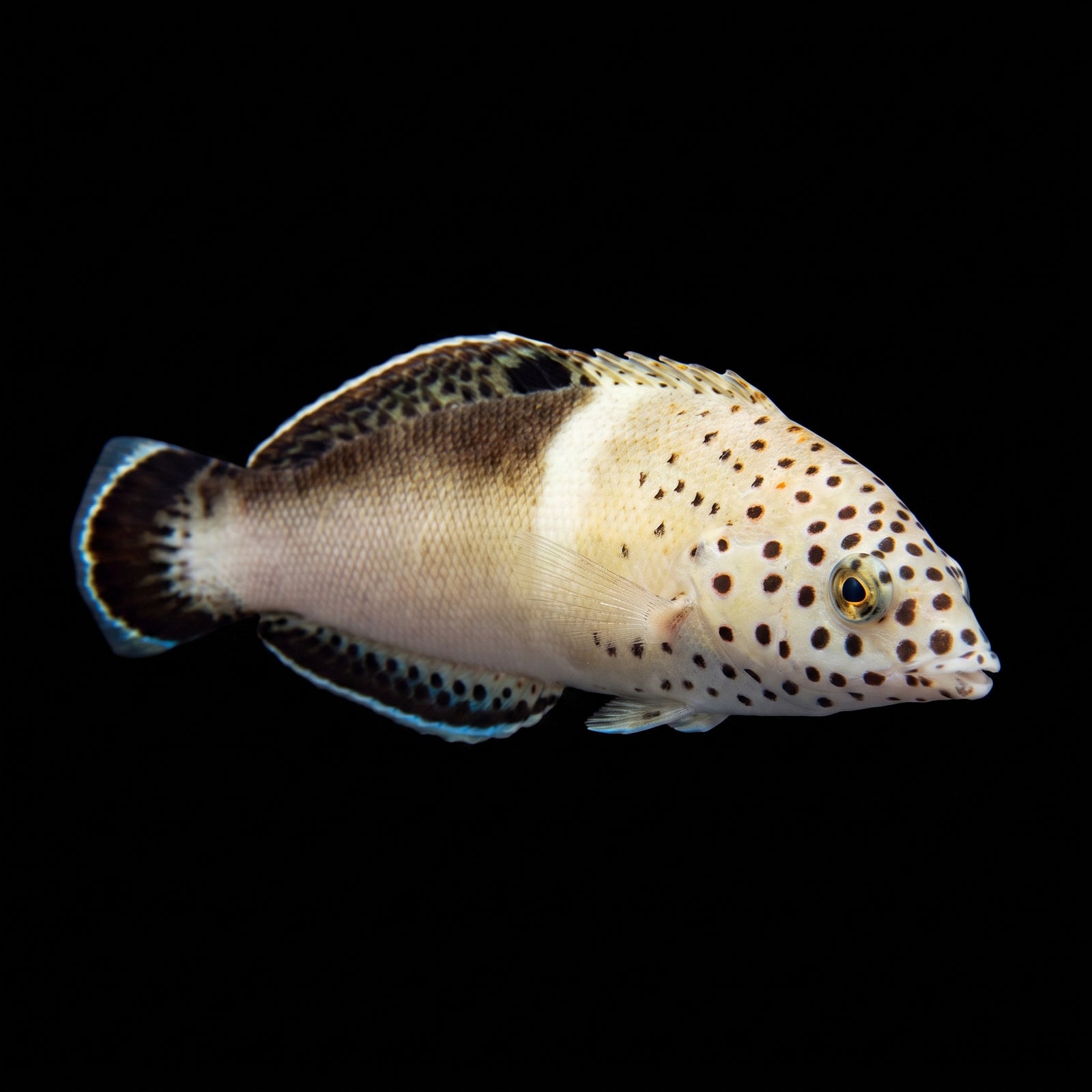 African Coris Wrasse (Coris Cuvieri) saltwater aquarium fish portrait