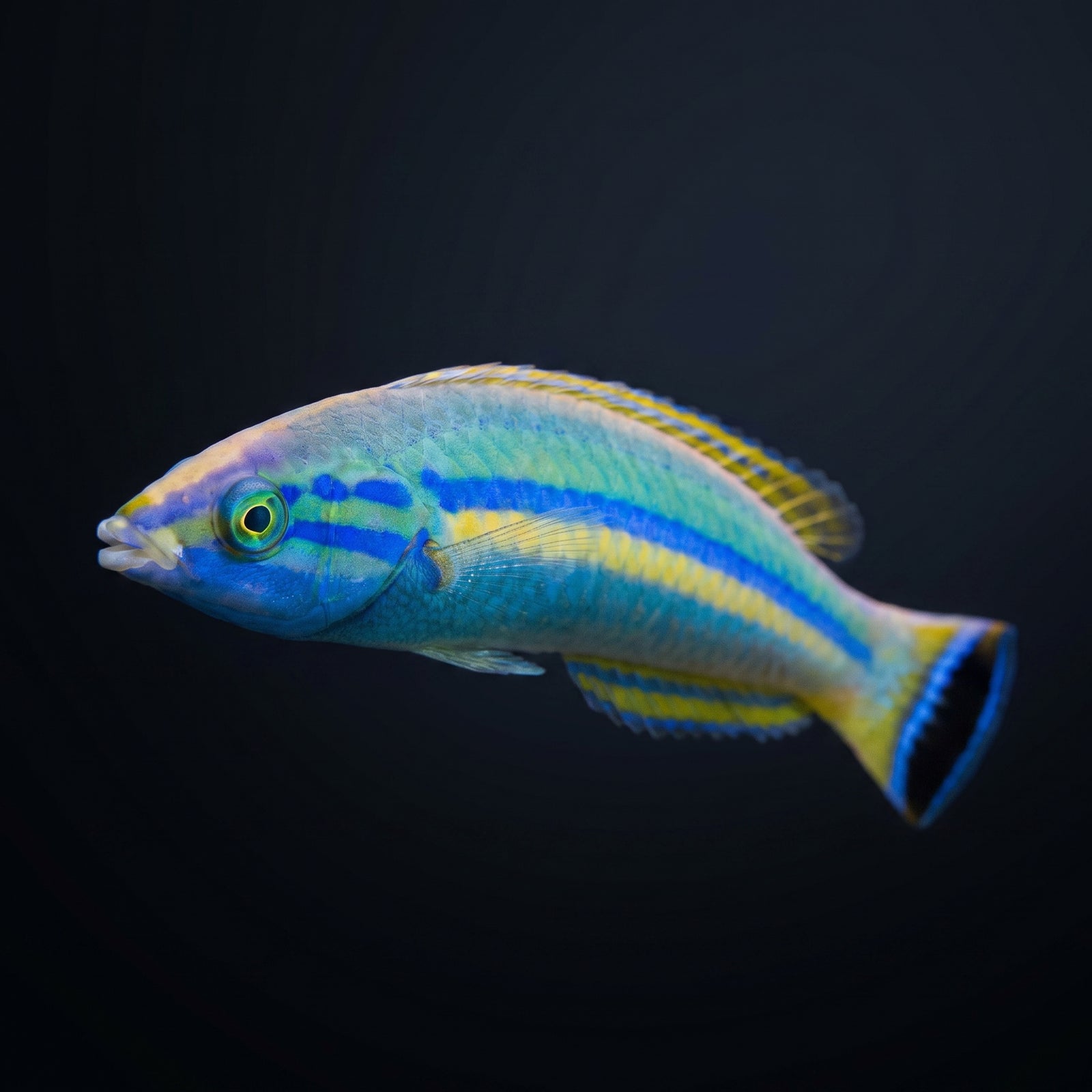 African Pencil Wrasse (Pseudojuloides Polackorum) saltwater aquarium fish portrait