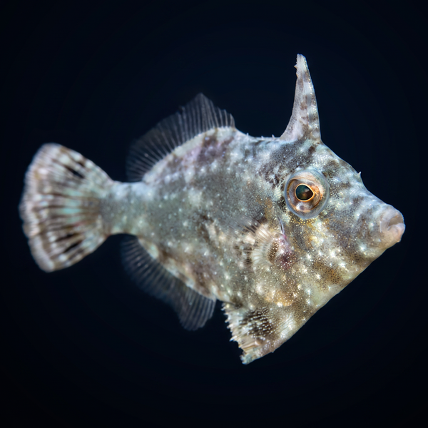 Aiptasia Eating Filefish (Acreichthys tomentosus) saltwater aquarium fish