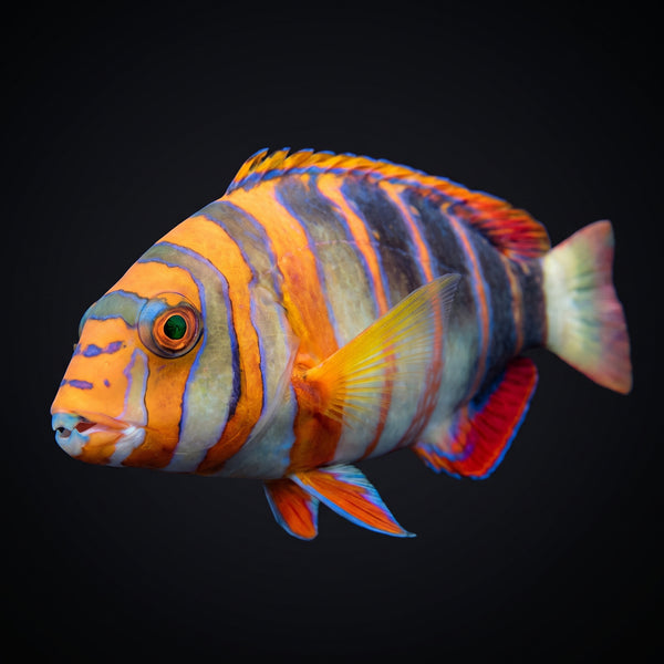 Anchor Tusk Wrasse (Choerodon Anchorago) saltwater aquarium fish portrait