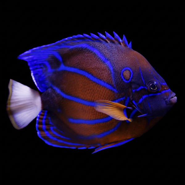 Blue Ring Angelfish (Pomacanthus annularis) saltwater aquarium fish portrait