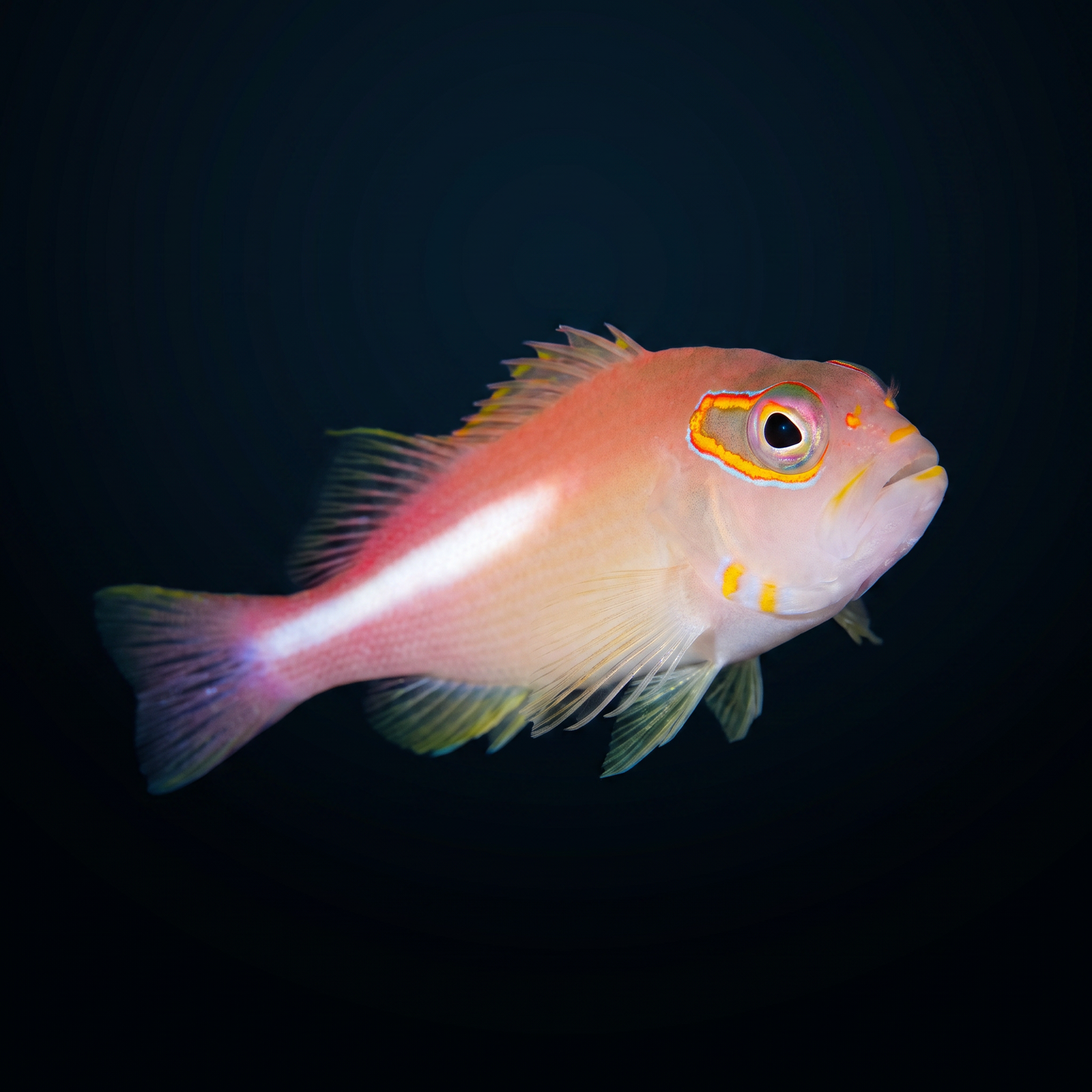 Arc Eye Hawkfish saltwater fish care guide