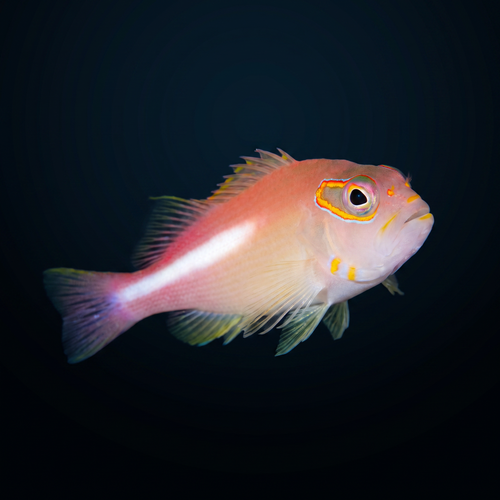 Arc Eye Hawkfish