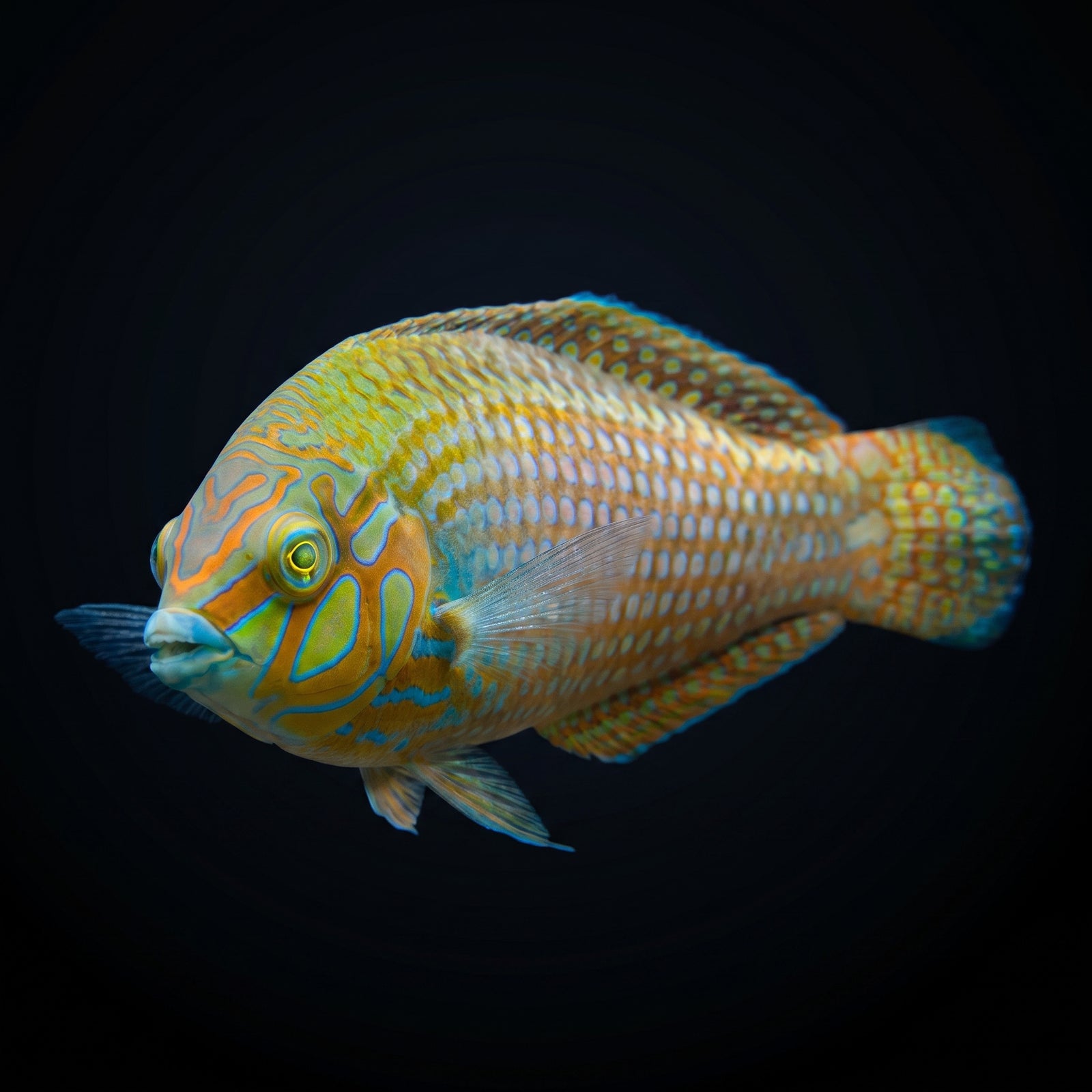 Argus Wrasse (Halichoeres Argus) saltwater aquarium fish portrait
