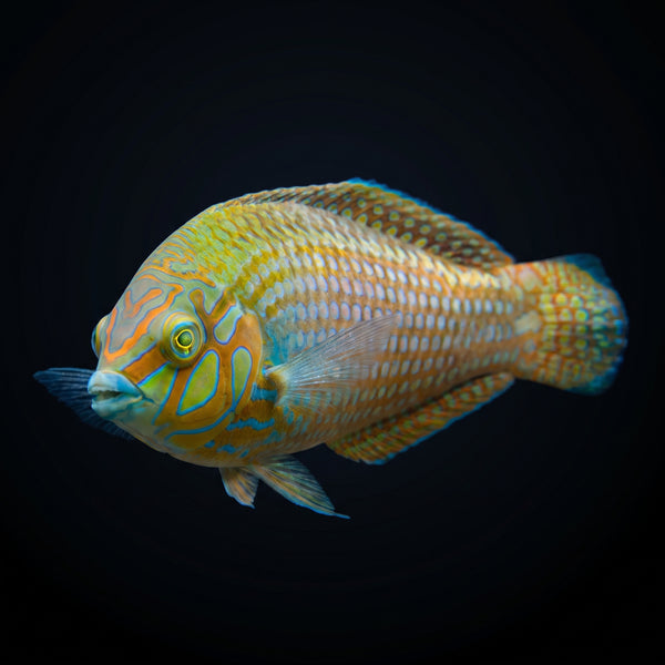 Argus Wrasse (Halichoeres Argus) saltwater aquarium fish portrait