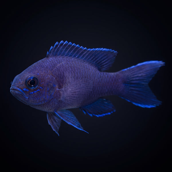 Assessor Basslet (Assessor flavissimus) saltwater aquarium fish portrait