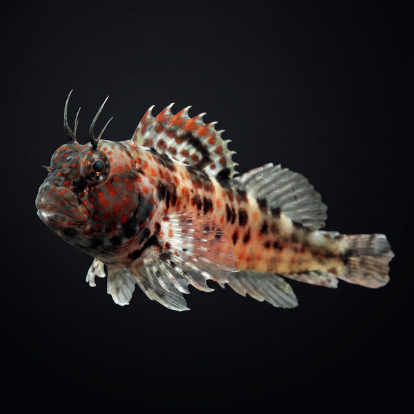 Atlantic Oyster Blenny (Hypleurochilus geminatus) saltwater aquarium fish portrait