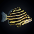 Australian Stripey