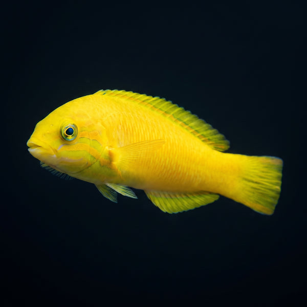 Banana Wrasse (Thalassoma Lutescens) saltwater aquarium fish portrait