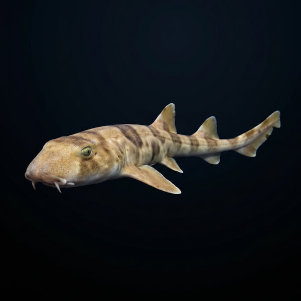 Banded Cat Shark Egg (Chiloscyllium Sp.) saltwater aquarium fish portrait