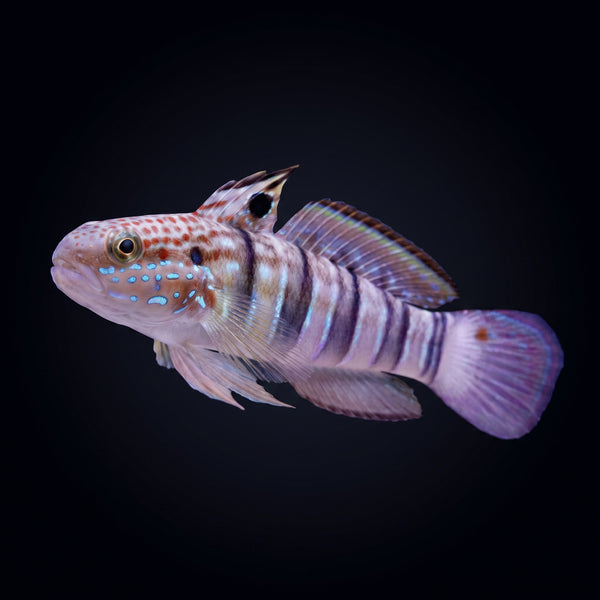 Banded Sleeper Goby (Valenciennea strigata) saltwater aquarium fish portrait
