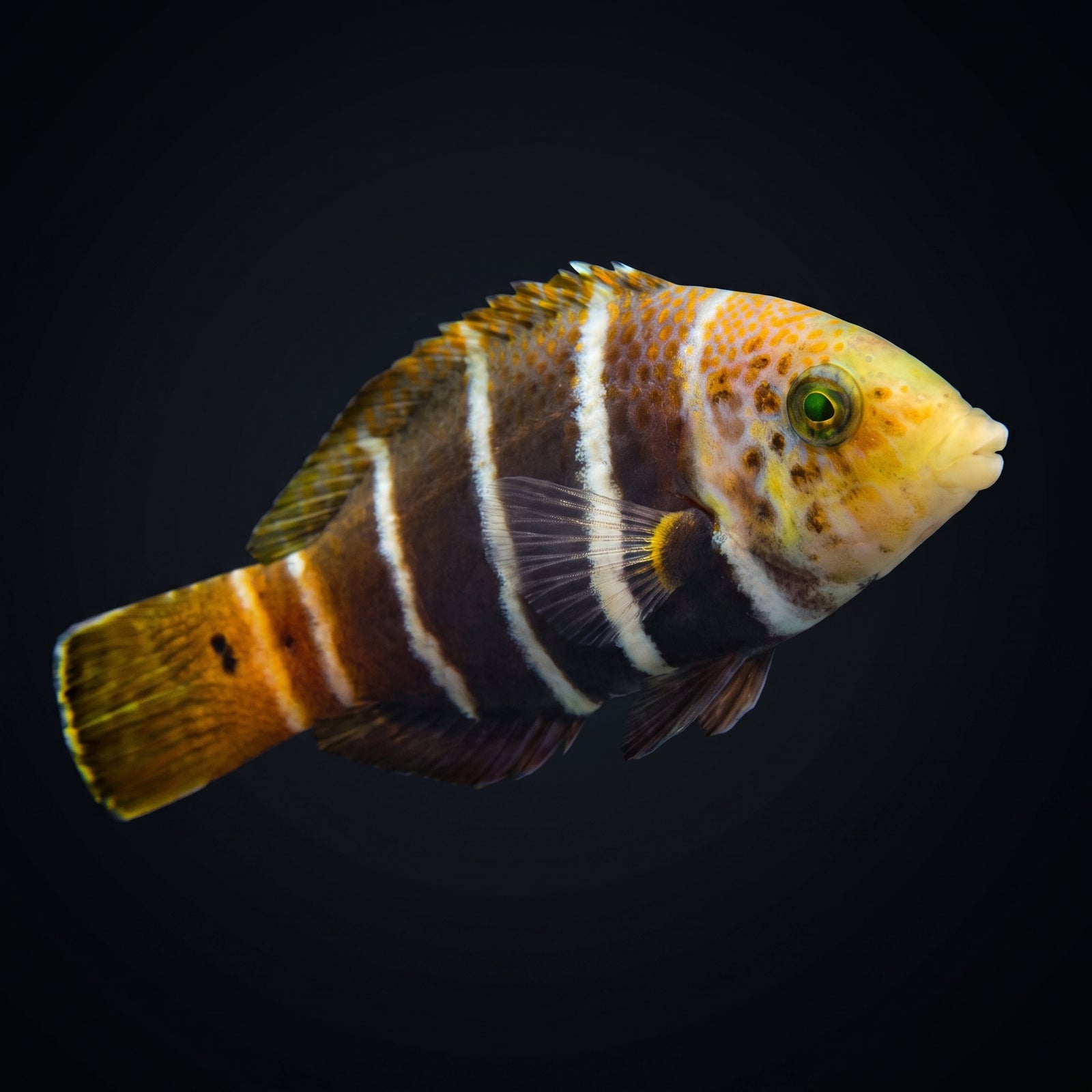 Barred Thicklip Wrasse (Hemigymnus Fasciatus) saltwater aquarium fish portrait