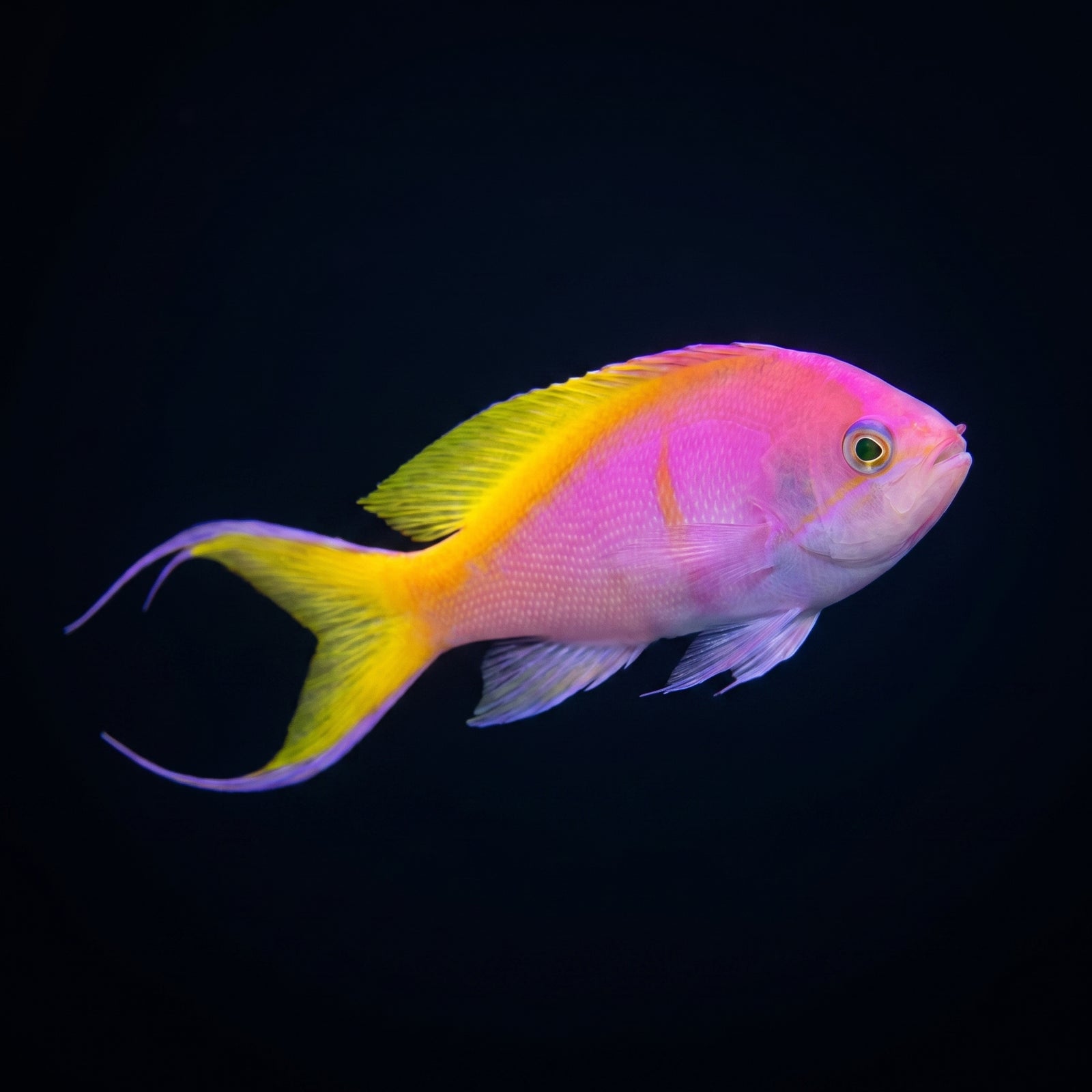Bartlett’s Anthias (Pseudanthias bartlettorum) saltwater aquarium fish portrait