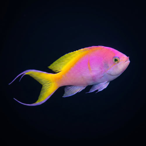 Bartlett's Anthias - Male