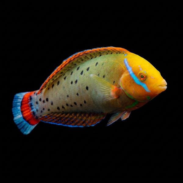 Batu Coris Wrasse (Coris Batuensis) saltwater aquarium fish portrait