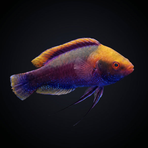 Beau’s Fairy Wrasse (Cirrhilabrus beauperryi) saltwater aquarium fish portrait