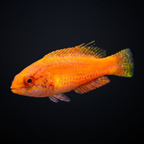 Bell's Flasher Wrasse (Paracheilinus Bellae) saltwater aquarium fish portrait