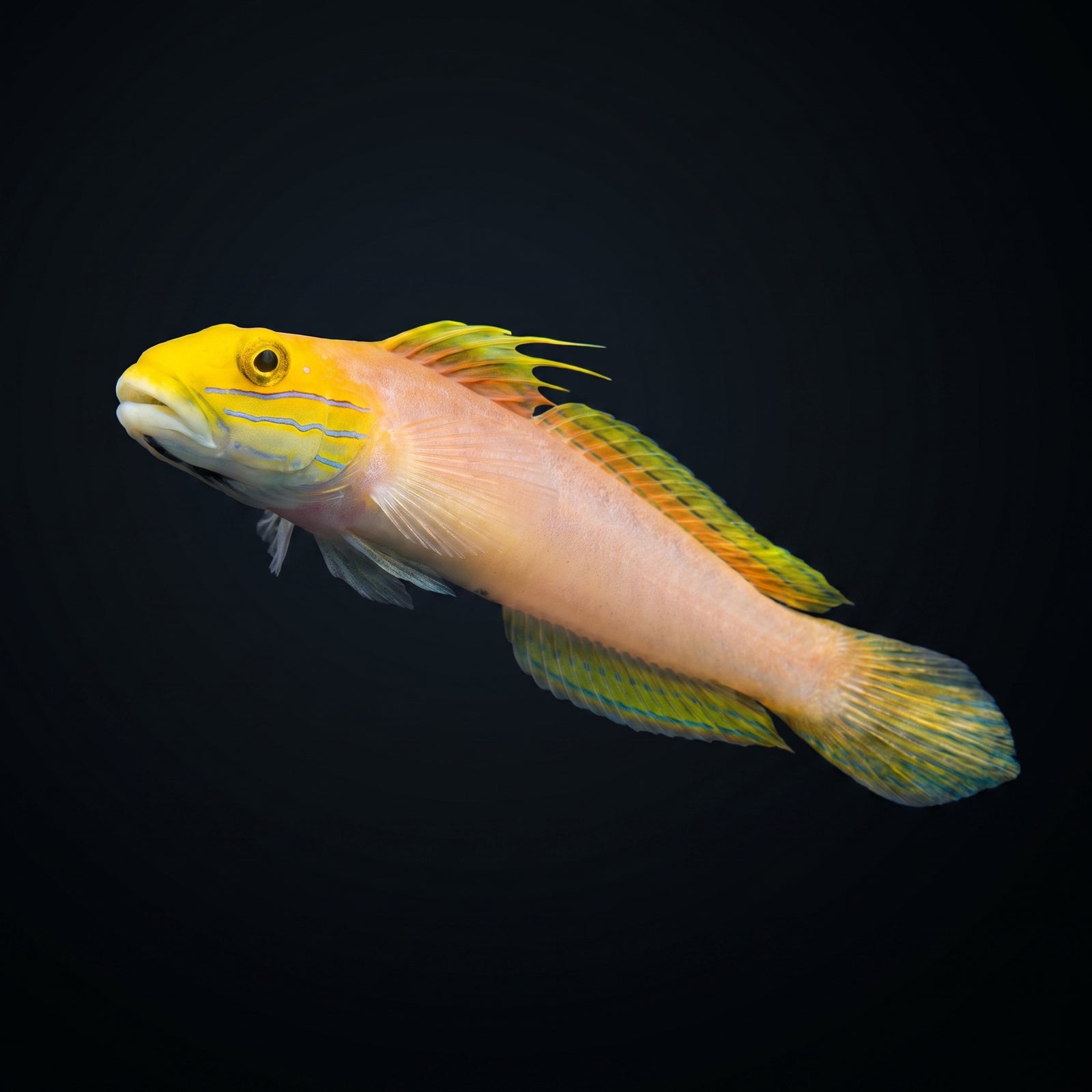 Bella Goby saltwater aquarium fish portrait