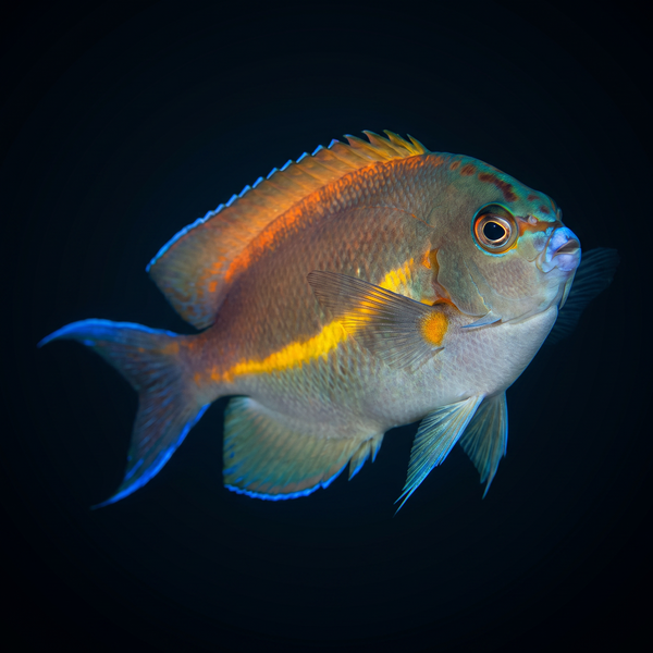 Bellus Angelfish - Male saltwater fish care guide