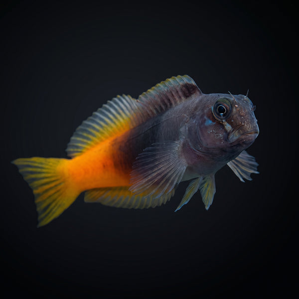 Bicolor Blenny (Ecsenius bicolor) saltwater aquarium fish portrait