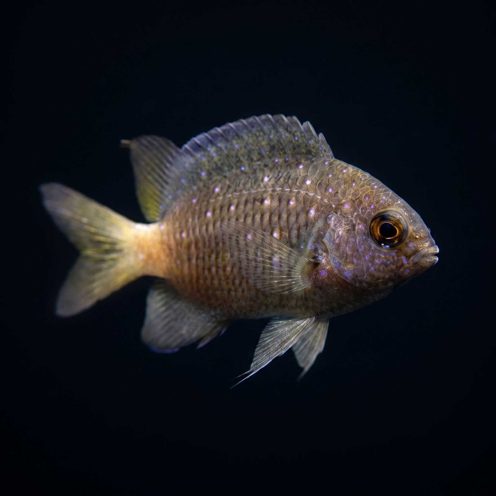 Bicolor Chromis (Pycnochromis Margaritifer) saltwater aquarium fish portrait