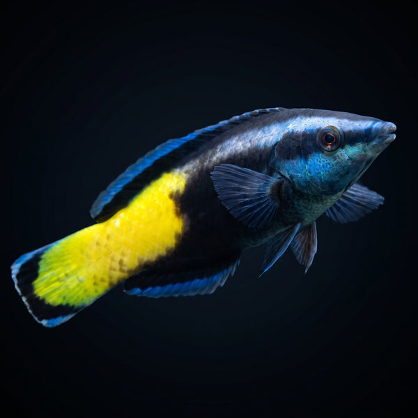 Bicolor Cleaner Wrasse (Labroides Bicolor) saltwater aquarium fish portrait