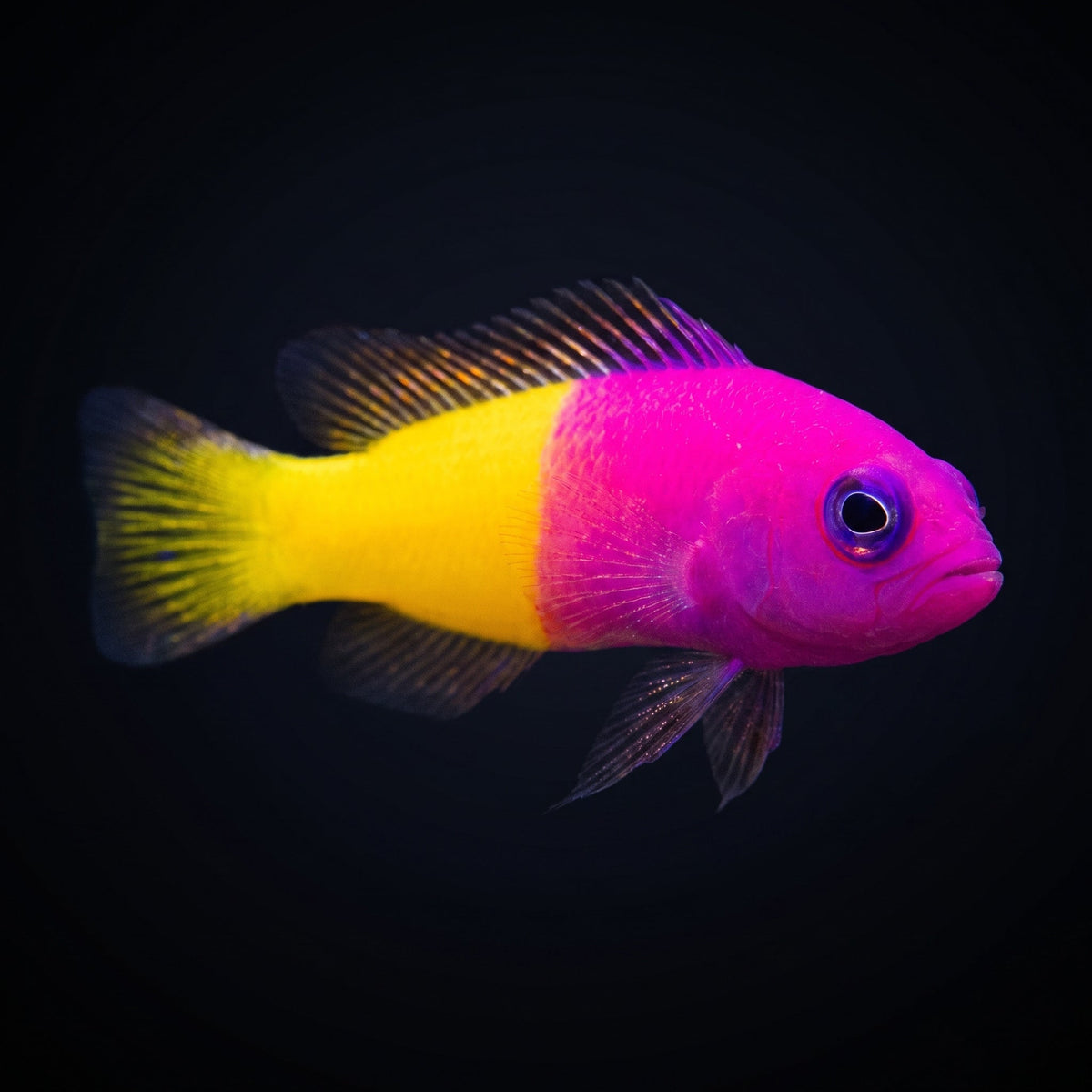 Bicolor Dottyback (Pictichromis Paccagnellae) saltwater aquarium fish portrait