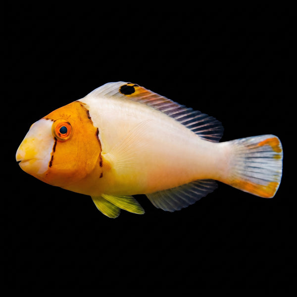 Bicolor Parrotfish (Cetoscarus Bicolor) saltwater aquarium fish portrait