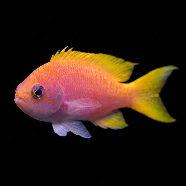 Bimaculatus Anthias (Female) (Pseudanthias bimaculatus) saltwater aquarium fish portrait