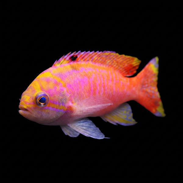 Bimaculatus Anthias (Male) (Pseudanthias bimaculatus) saltwater aquarium fish portrait